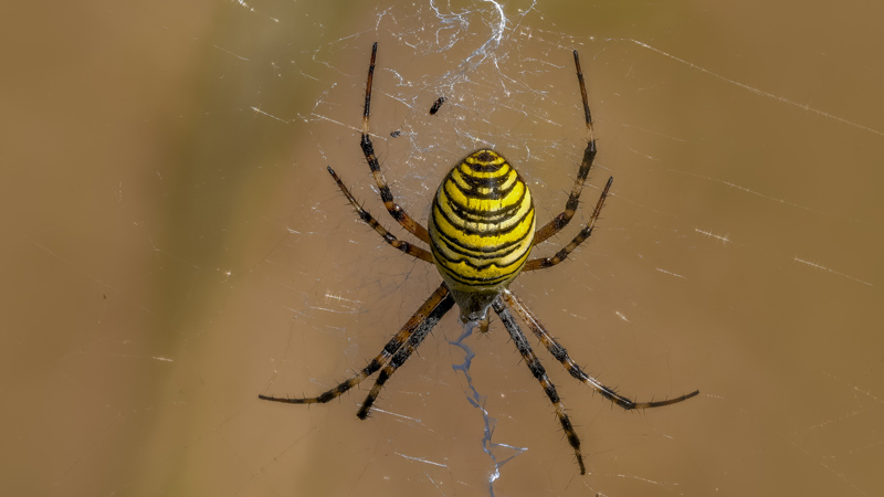 Spinnen